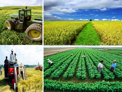 New rural development and agricultural restructuring - ảnh 1